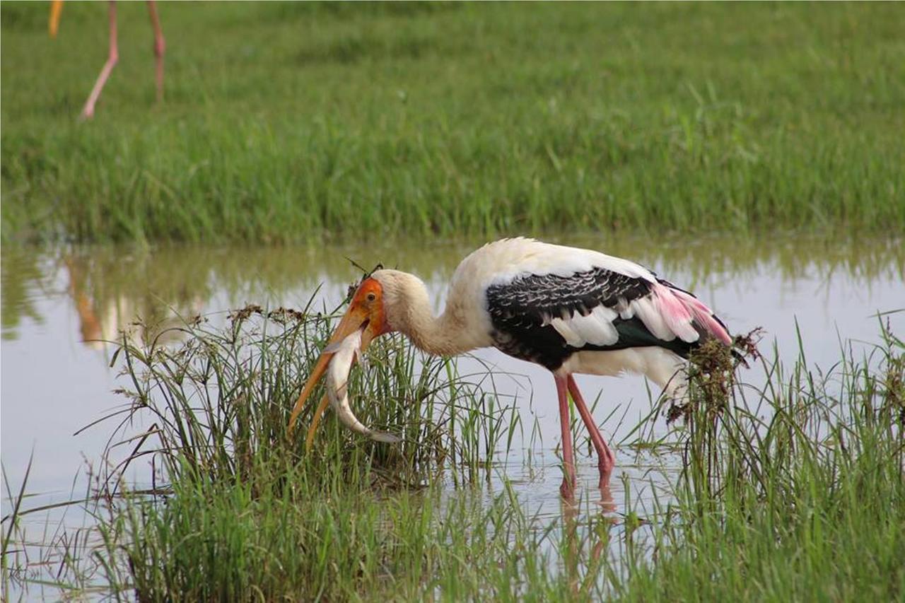 Greenwood Udawalawa Safari Resort Udawalawe Zewnętrze zdjęcie
