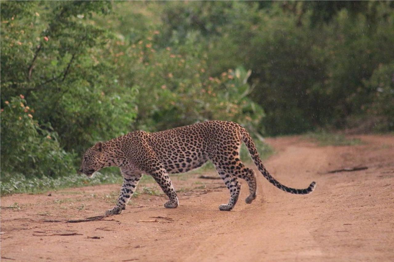 Greenwood Udawalawa Safari Resort Udawalawe Zewnętrze zdjęcie