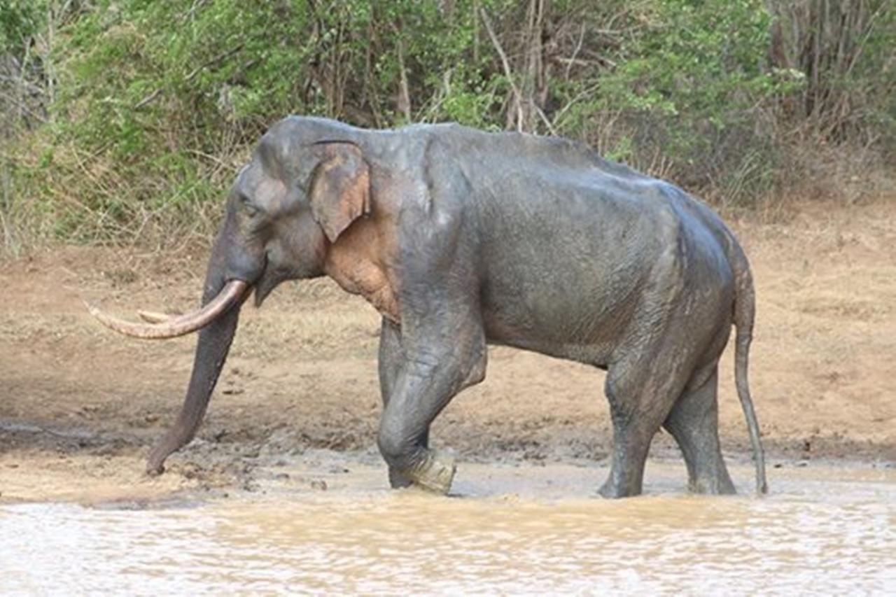 Greenwood Udawalawa Safari Resort Udawalawe Zewnętrze zdjęcie