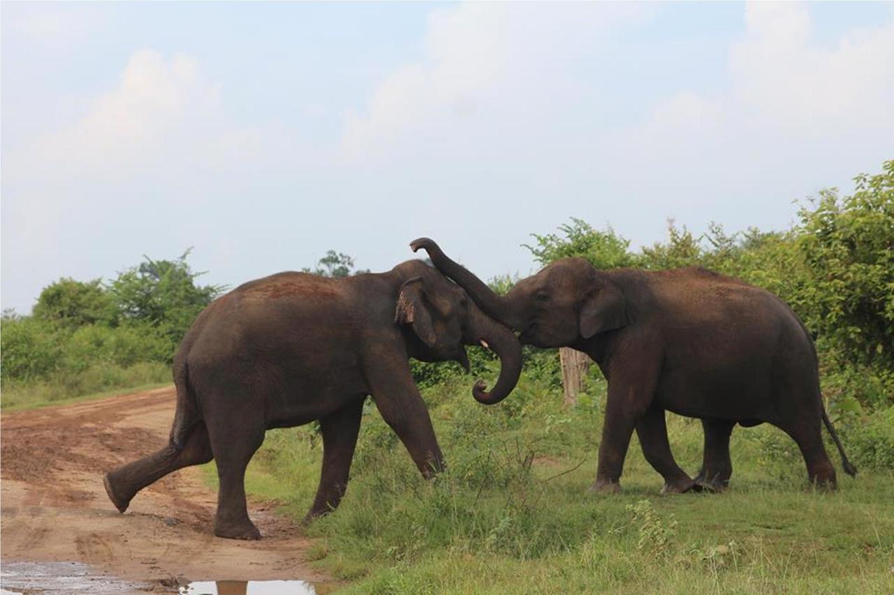 Greenwood Udawalawa Safari Resort Udawalawe Zewnętrze zdjęcie