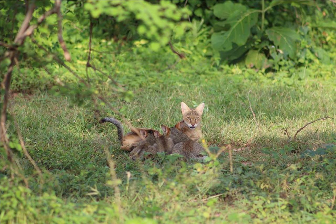 Greenwood Udawalawa Safari Resort Udawalawe Zewnętrze zdjęcie