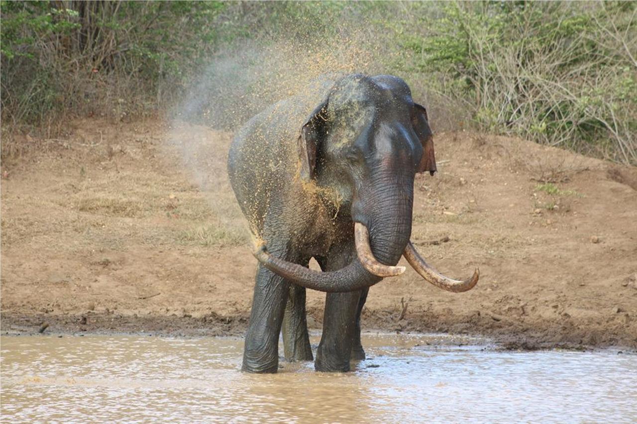 Greenwood Udawalawa Safari Resort Udawalawe Zewnętrze zdjęcie